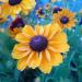 Perene: Rudbekia - zuta, slika2